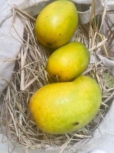 മാമ്പഴം