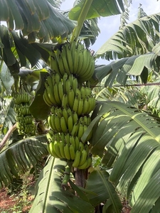 വാഴപ്പഴം