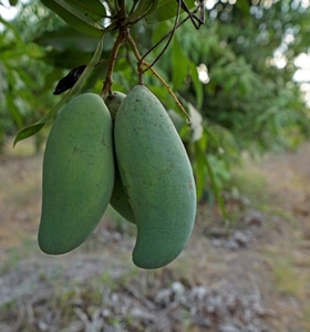మామిడి