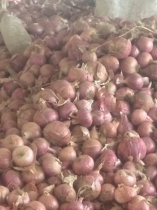 प्याज