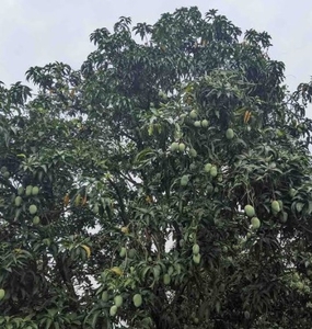 మామిడి