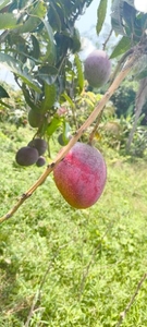 மியாசாகி மாம்பழம்