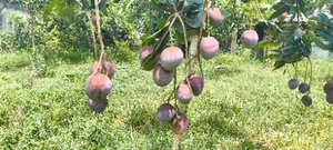 ഫോട്ടോ 4