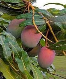 മാമ്പഴം