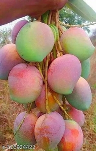 ಫೋಟೋ 3