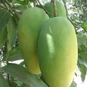 ಫೋಟೋ 5
