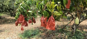 மாம்பழங்கள்