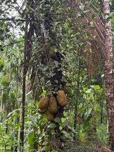 ചക്ക
