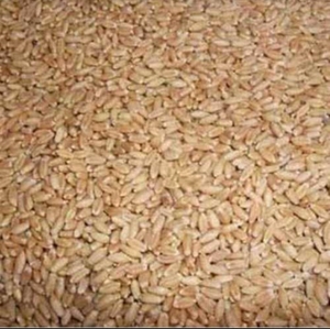 ഗോതമ്പ്