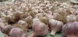 garlic 