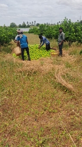 മൊസാമ്പി