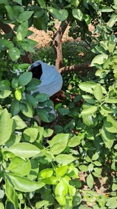 ಫೋಟೋ 2