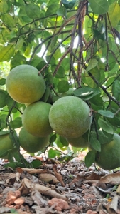 ಫೋಟೋ 3