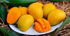 మామిడి పండ్లు