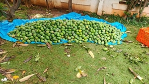மாம்பழம்