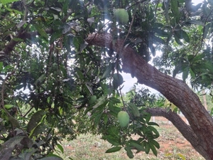 മാമ്പഴം