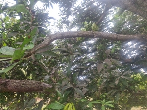 ఫోటో 2