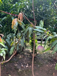 आम 