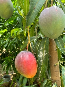 ഫോട്ടോ 2