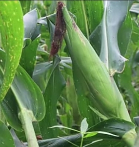 ഫോട്ടോ 4