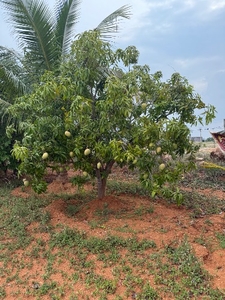 మామిడి
