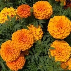 బంతి పువ్వు