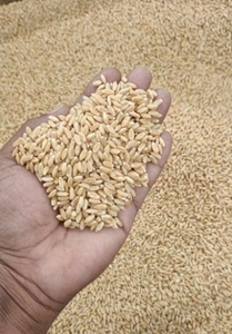 ഗോതമ്പ്