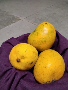 മാമ്പഴം