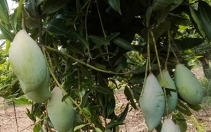 ಮಾವು