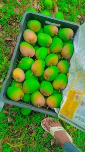 மாம்பழம்
