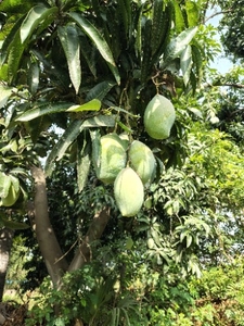 మామిడి