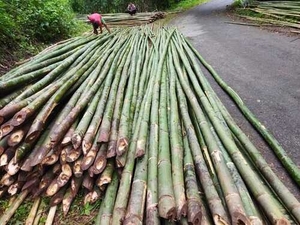 மூங்கில்