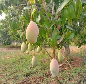 ಮಾವು