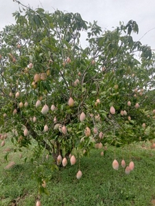 മാമ്പഴം
