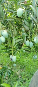 మామిడి