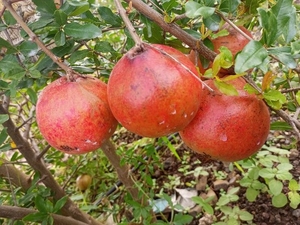 മാതളനാരകം