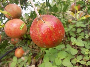 ഫോട്ടോ 2