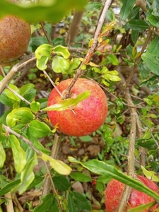 ഫോട്ടോ 4