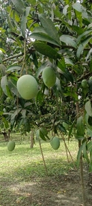 மாம்பழம்