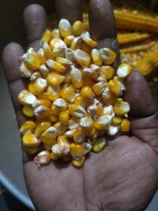 Maize 