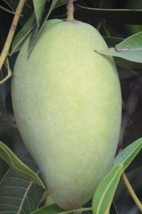 మామిడి