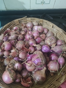 ಈರುಳ್ಳಿ