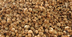 ತೆಂಗಿನಕಾಯಿ ಚಿಪ್ಪು