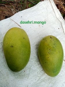 ಮಾವು