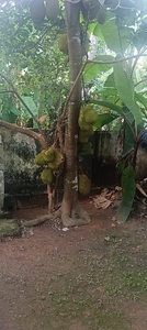 कटहल