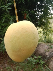 മാമ്പഴം