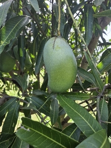 ಮಾವು