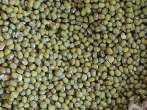 മൂങ്