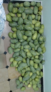 மாம்பழங்கள்