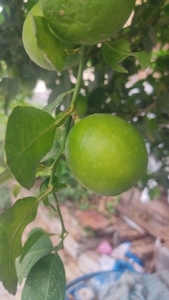 നാരങ്ങ 